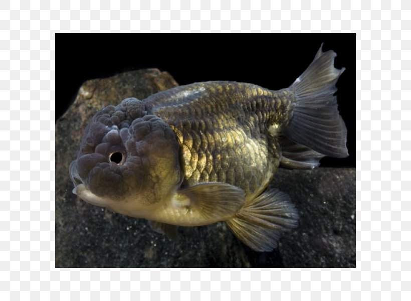 Ranchu Lionhead Oranda Goldfish, PNG, 600x600px, Ranchu, Biology, Bony Fish, Carassius, Fauna Download Free