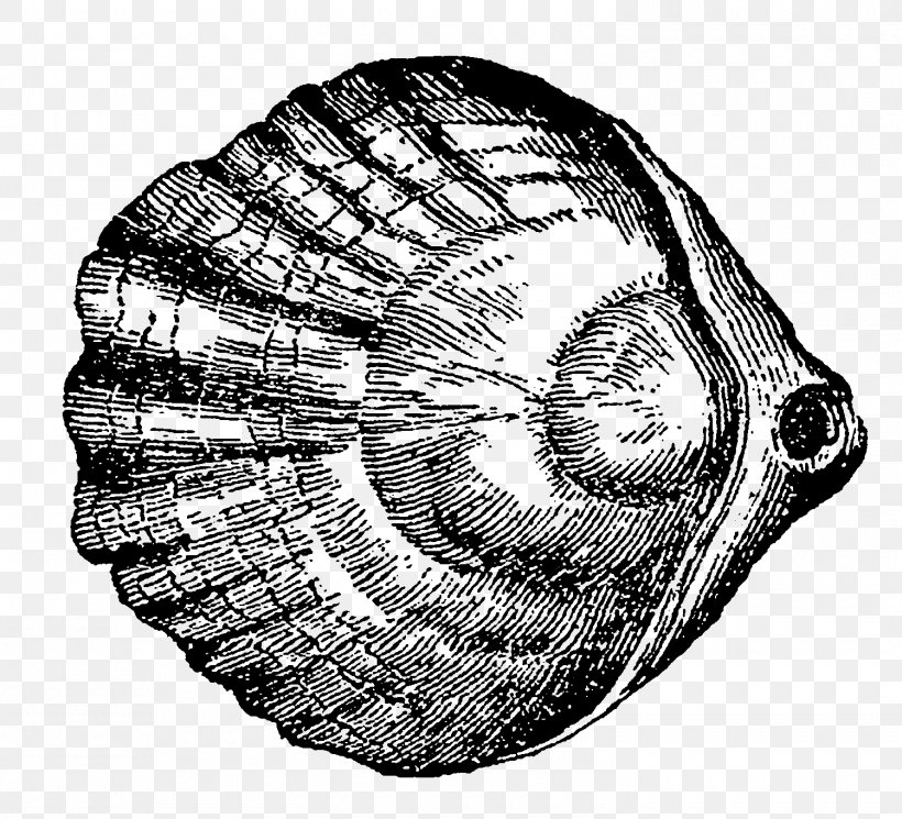 Snail Gastropods Conchology Seashell Invertebrate, PNG, 1500x1363px, Snail, Animal, Black And White, Conchology, Fossil Download Free