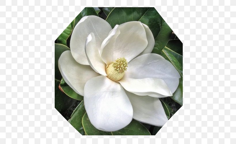 Southern Magnolia Star Magnolia Chinese Magnolia Flower Sweetbay Magnolia, PNG, 500x500px, Southern Magnolia, Chinese Magnolia, Dogwood, Evergreen, Flower Download Free