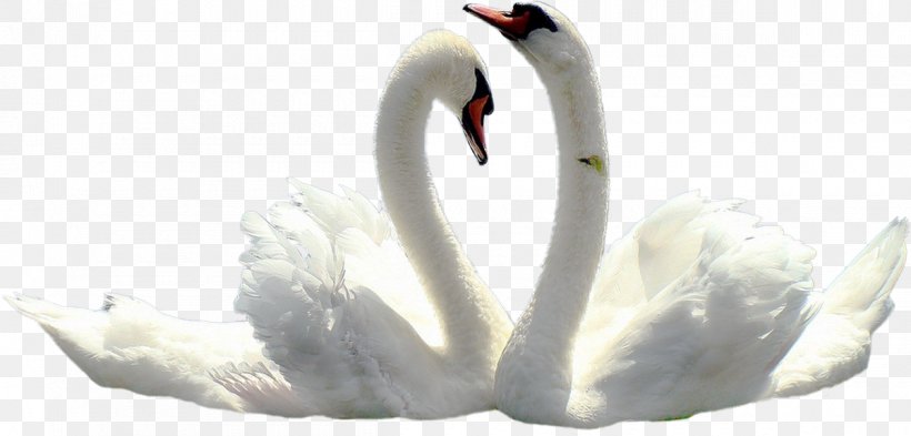 Tundra Swan Black Swan Bird Wedding, PNG, 1200x576px, Tundra Swan, Animal, Art, Beak, Bird Download Free