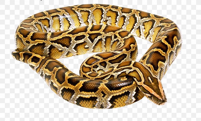 Venomous Snake, PNG, 1500x903px, Snake, Animal, Animation, Boa Constrictor, Boas Download Free