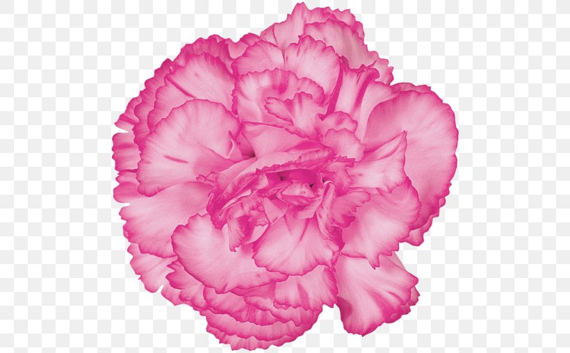 Carnation Cut Flowers Pink Flowers, PNG, 500x508px, Carnation, Begonia, Cabbage Rose, Cut Flowers, Dianthus Download Free
