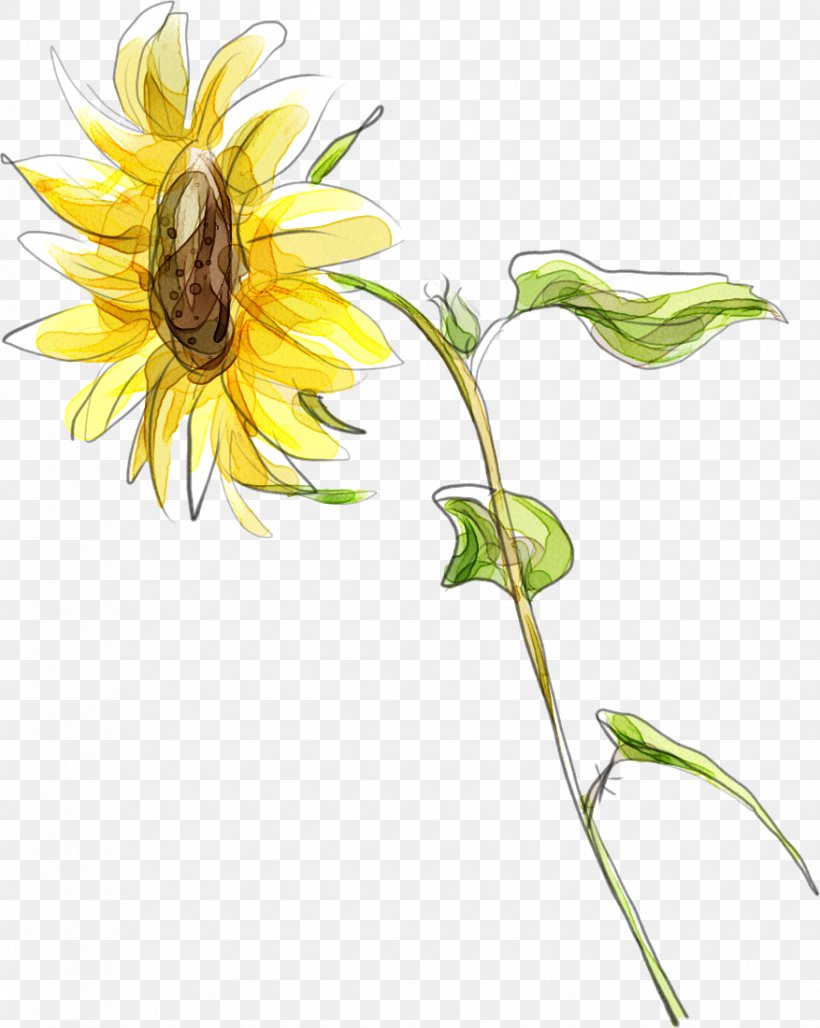 Common Sunflower Cartoon Illustration, PNG, 877x1100px, Common Sunflower,  Animation, Cartoon, Cut Flowers, Daisy Download Free