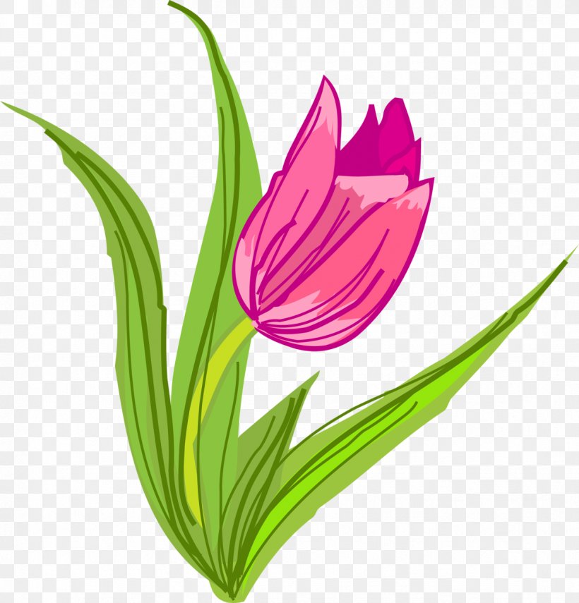 Flowering Plant Cut Flowers Tulip, PNG, 1227x1280px, Flower, Cut Flowers, Flowering Plant, Magenta, Petal Download Free