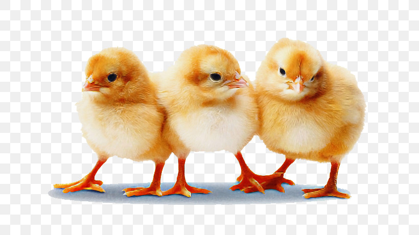 Landfowl Duck Birds Chicken Beak, PNG, 764x460px, Landfowl, Beak, Biology, Birds, Chicken Download Free