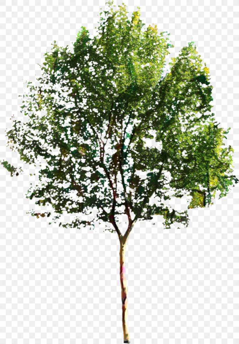 Clip Art Tree Image Vector Graphics, PNG, 1112x1600px, Tree, Architecture, Birch, Birch Family, Branch Download Free