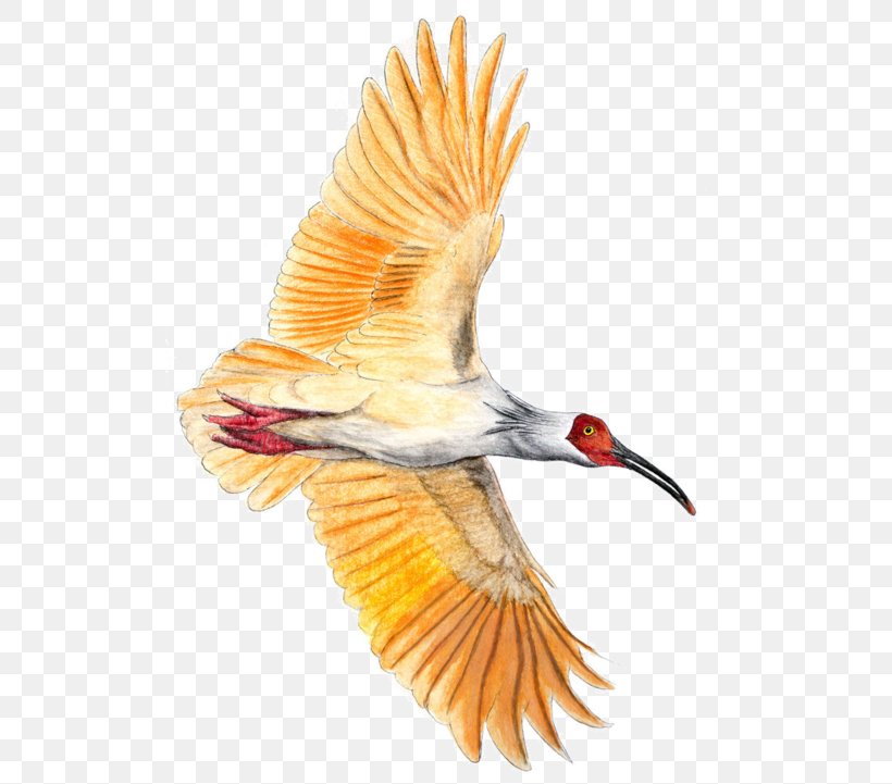 Beak Bird Crested Ibis, PNG, 600x721px, Beak, African Sacred Ibis, Bird, Bulbul, Colored Pencil Download Free