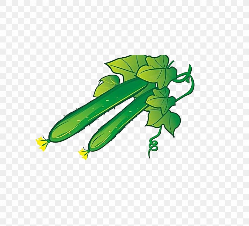Cucumber Vegetable Illustration, PNG, 859x781px, Cucumber, Cartoon, Drawing, Fictional Character, Grass Download Free