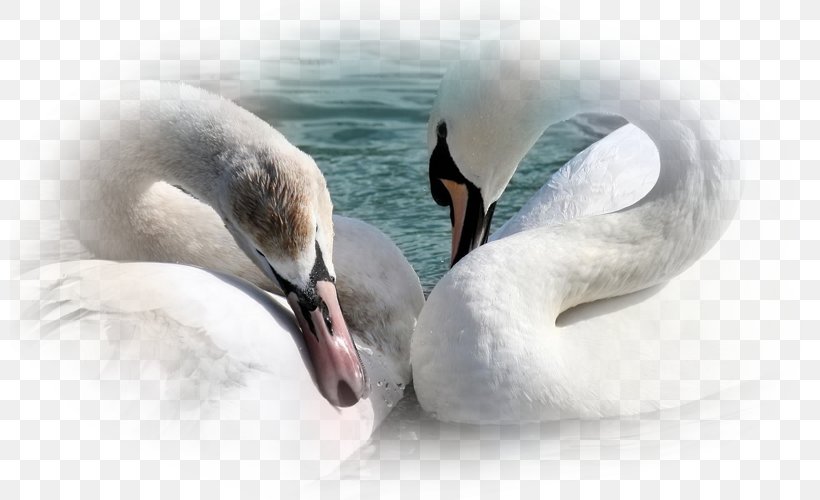 Goose UXGA Desktop Wallpaper High-definition Television 1080p, PNG, 800x500px, 4k Resolution, Goose, Beak, Bird, Ducks Geese And Swans Download Free