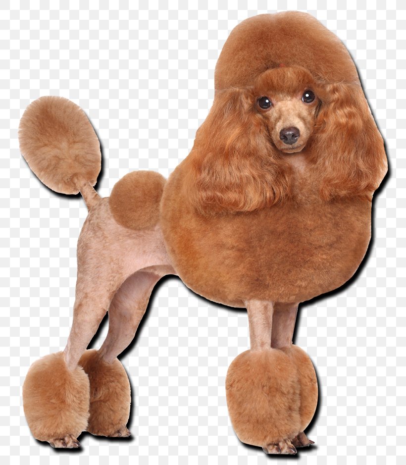 Toy Poodle Miniature Poodle Standard Poodle Puppy, PNG, 800x939px, Poodle, American Kennel Club, Breed, Carnivoran, Companion Dog Download Free