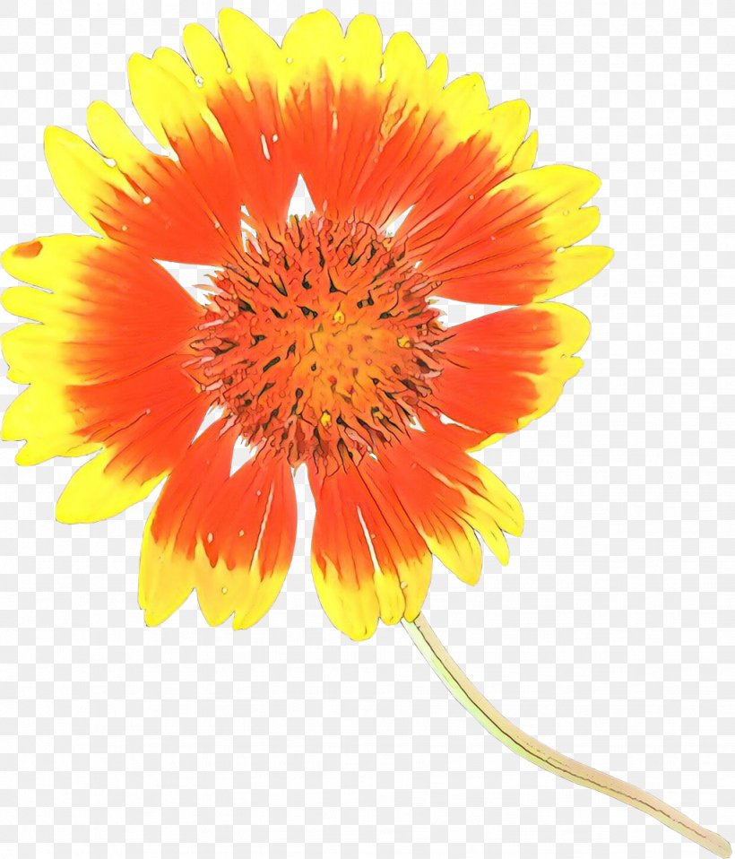 Transvaal Daisy Cut Flowers Blanket Flowers Pot Marigold Petal, PNG, 1027x1200px, Transvaal Daisy, Asterales, Barberton Daisy, Blanket, Blanket Flowers Download Free