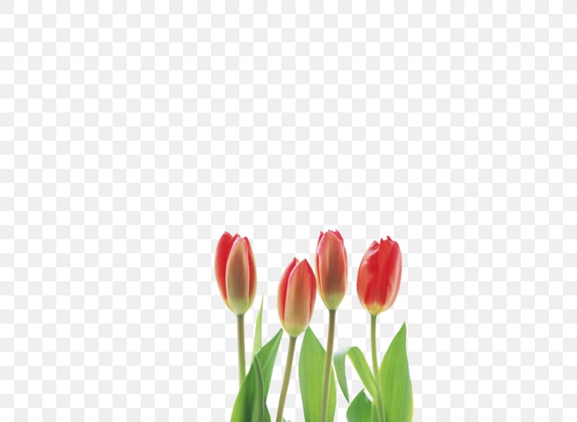 Tulip Cut Flowers, PNG, 600x600px, Tulip, Bud, Cut Flowers, Digital Image, Floristry Download Free