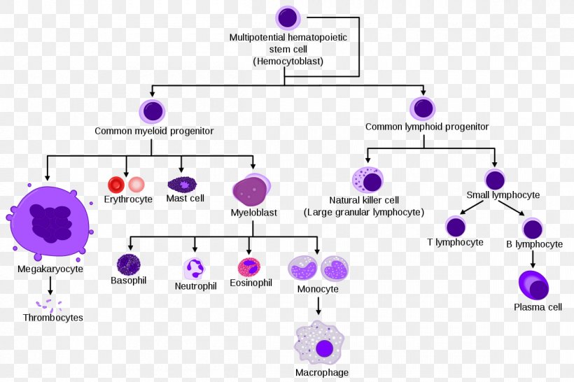 White Blood Cell Cell Type Red Blood Cell, PNG, 1200x800px, White Blood Cell, Adaptive Immune System, Area, Blood, Blood Cell Download Free