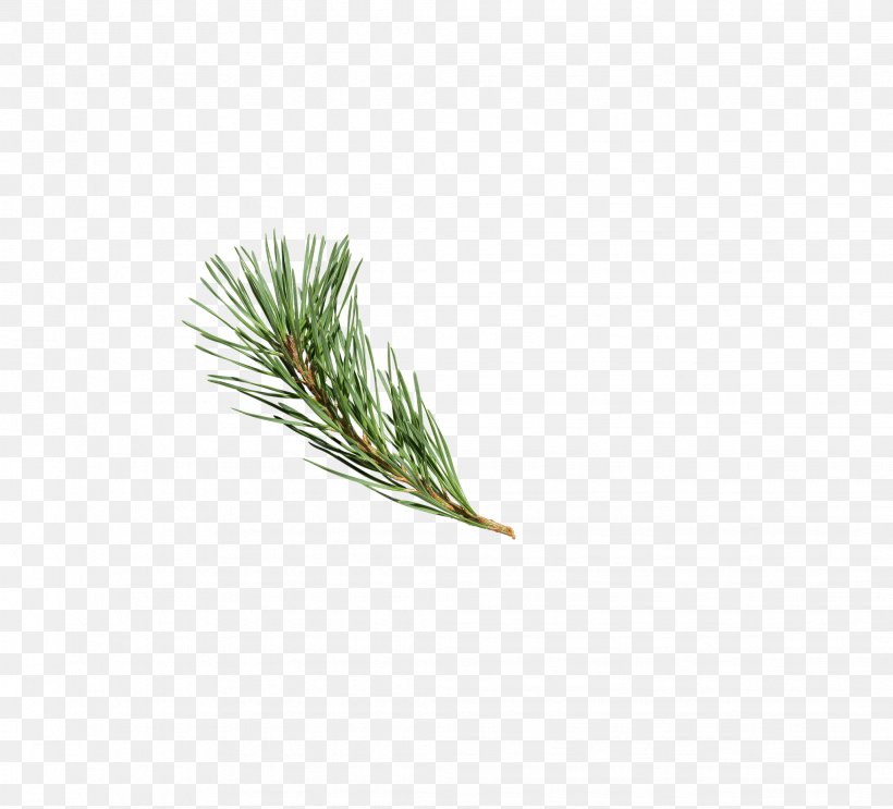 Christmas Tree, PNG, 2042x1851px, Pine, Christmas, Christmas Tree, Computer Software, Grass Download Free
