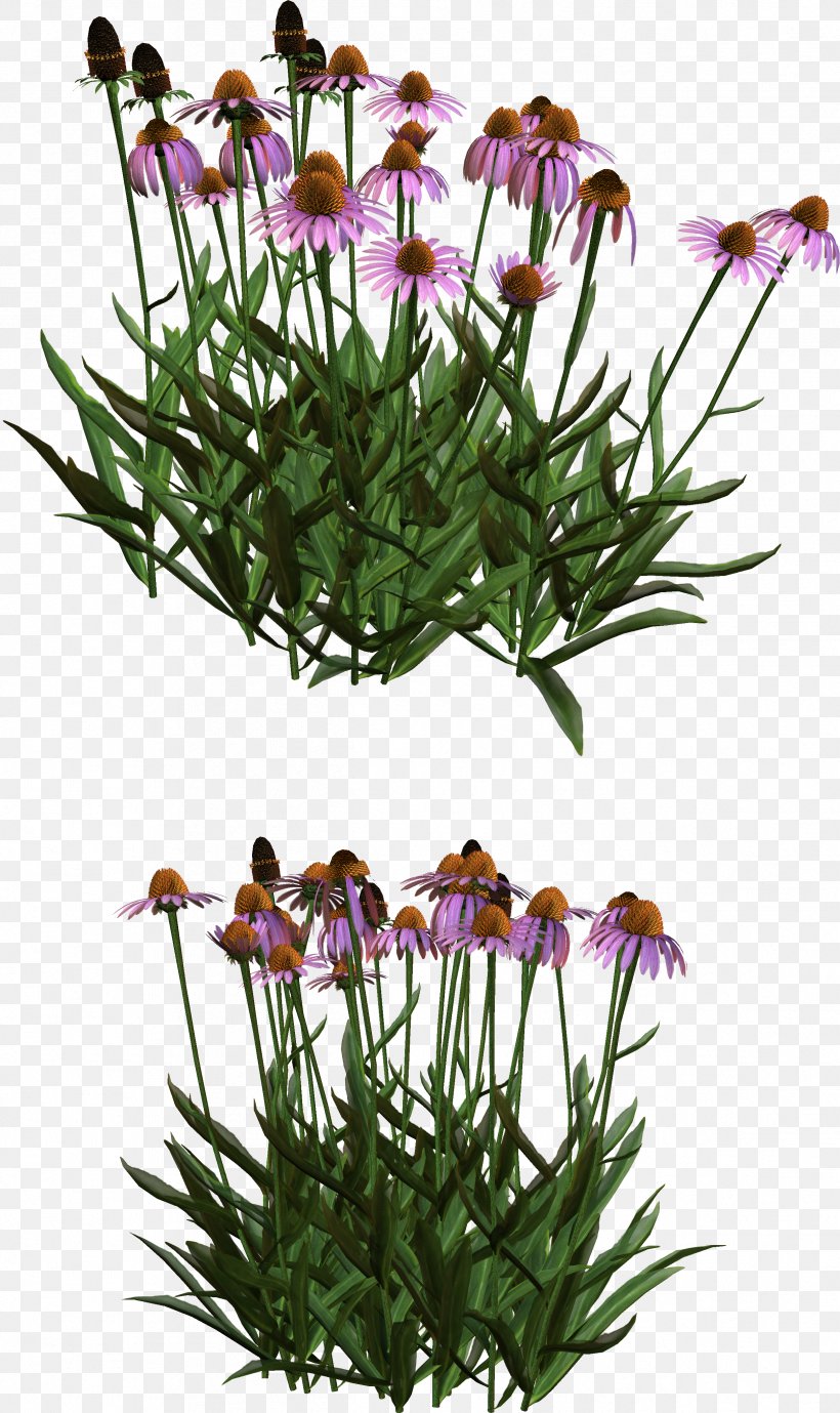 Cut Flowers Flowerpot Plant Stem Flowering Plant, PNG, 2426x4080px, Cut Flowers, Flower, Flowering Plant, Flowerpot, Grass Download Free