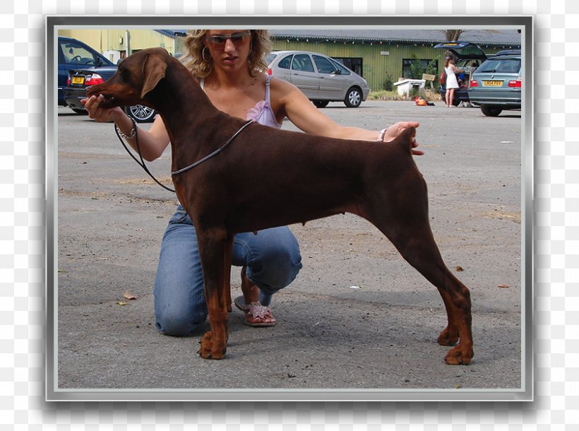 Dobermann Dog Breed Pinscher Guard Dog, PNG, 840x625px, Dobermann, Breed, Carnivoran, Crossbreed, Dog Download Free