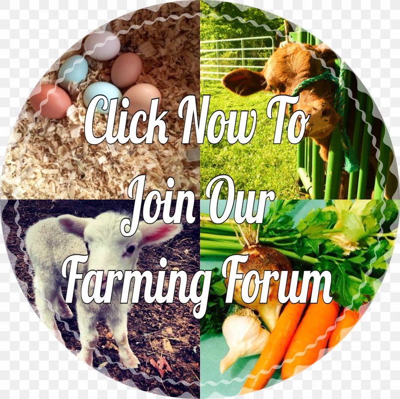 Vegetarian Cuisine Natural Foods Recipe Dish, PNG, 1600x1600px, Vegetarian Cuisine, Cuisine, Dish, Food, La Quinta Inns Suites Download Free