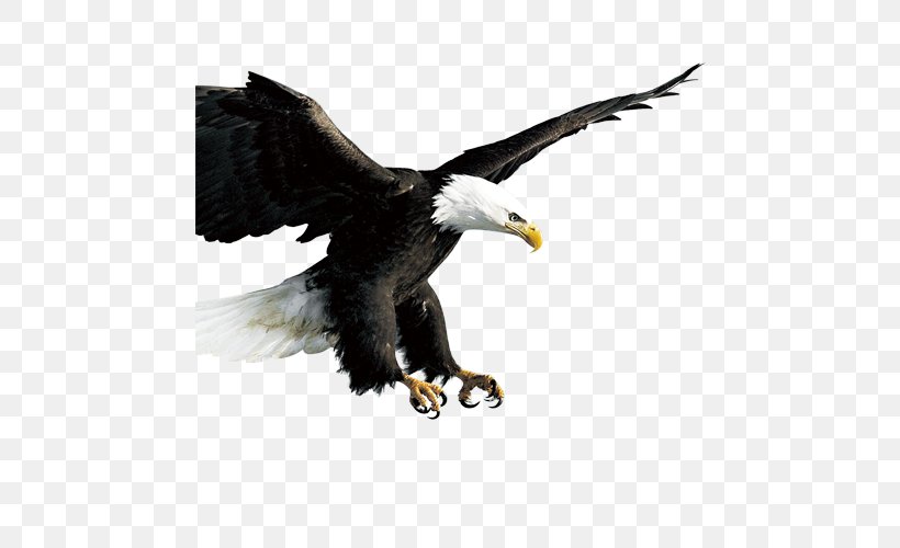 Bird Hawk Icon, PNG, 500x500px, Bird, Accipitriformes, Angle Of View, Bald Eagle, Beak Download Free