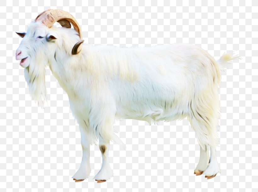 Goat Vector Graphics Image Clip Art, PNG, 800x612px, Goat, Animal ...