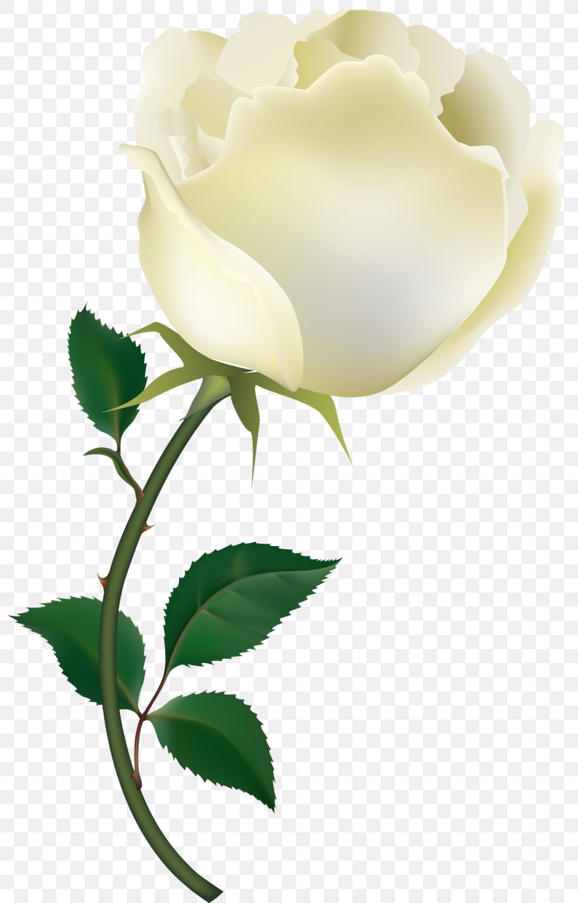 Rose Clip Art, PNG, 799x1280px, Rose, Art, Branch, Bud, Cut Flowers Download Free