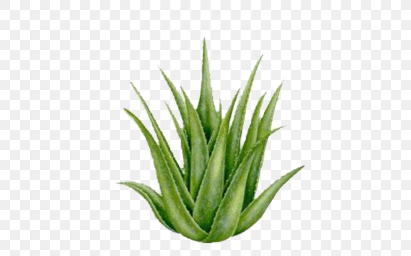 Aloe Vera Plant California Proposition 65 Burn Skin, PNG, 512x512px, Aloe Vera, Abrasion, Agave, Agave Azul, Aloe Download Free