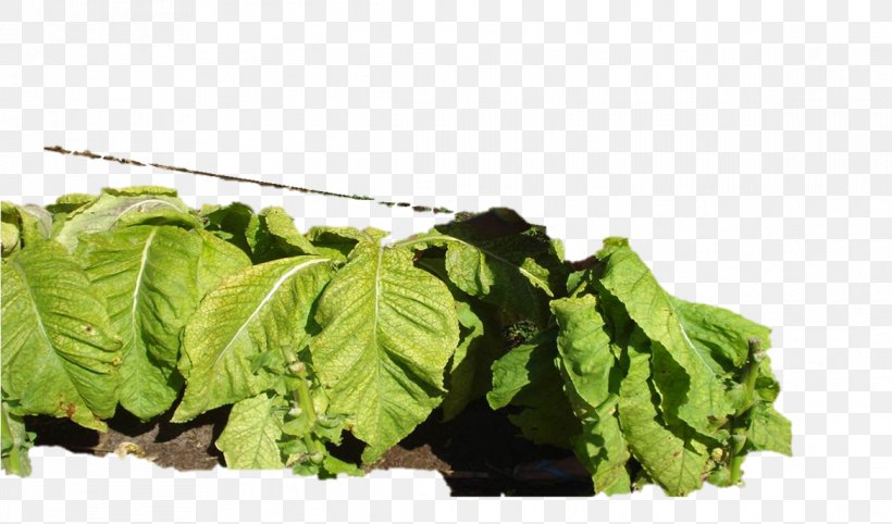 Romaine Lettuce Collard Greens Spring Greens Curly Kale Rapini, PNG, 1168x687px, Romaine Lettuce, Basil, Chard, Collard Greens, Curly Kale Download Free