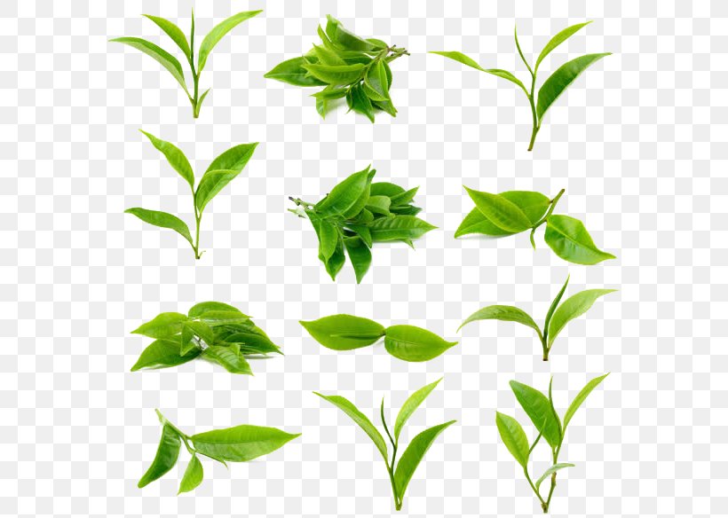 Green Tea Matcha Leaf Stock Photography, PNG, 581x584px, Tea, Black Tea, Branch, Camellia Sinensis, Flower Download Free