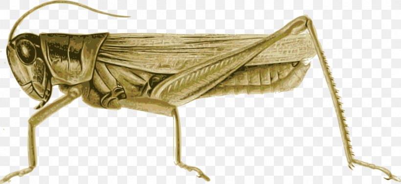Insect Locust Clip Art Grasshopper Cricket, PNG, 2400x1106px, Insect, Arthropod, Cricket, Cricketlike Insect, Drawing Download Free