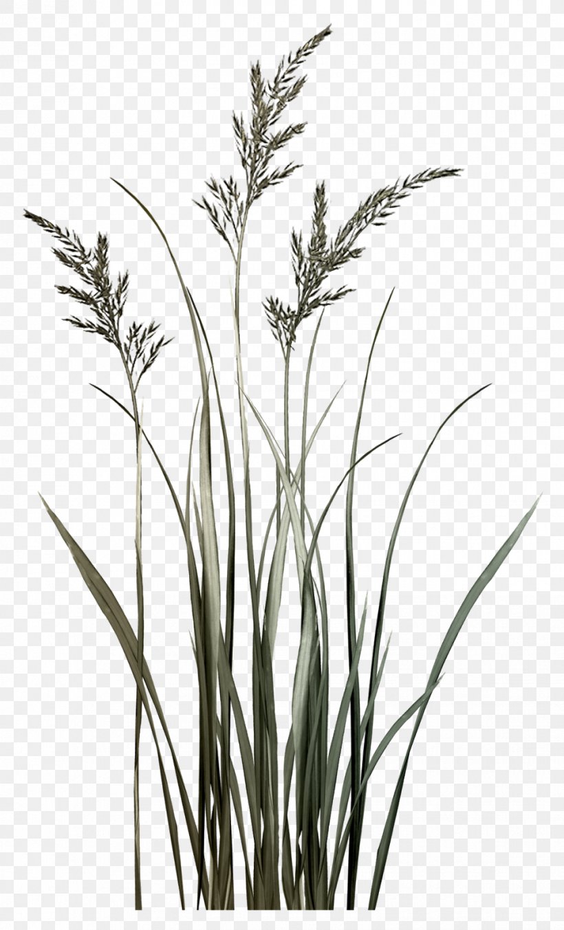 Sweet Grass Twig Grasses Plant Stem Phragmites, PNG, 969x1600px, Sweet Grass, Black And White, Branch, Commodity, Flora Download Free