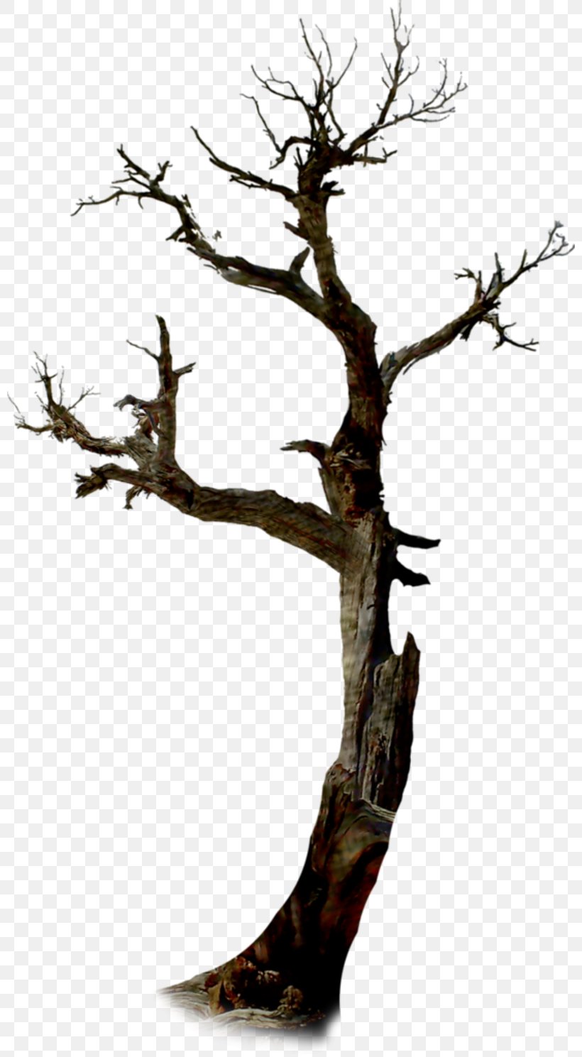 Twig The Halloween Tree Clip Art, PNG, 800x1489px, Twig, Bonsai, Branch, Halloween, Halloween Tree Download Free