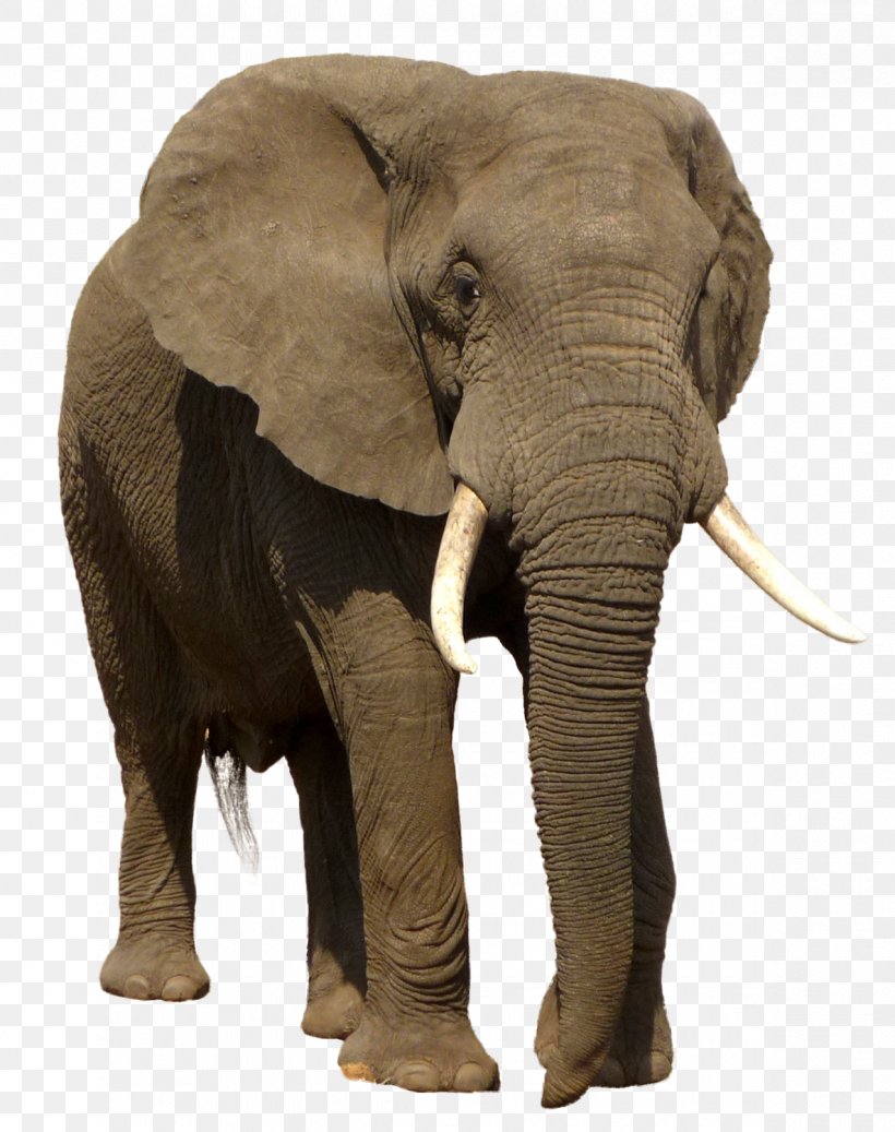 African Bush Elephant Indian Elephant Trophy Hunting, PNG, 1185x1500px, African Bush Elephant, African Elephant, African Forest Elephant, Animal, Asian Elephant Download Free