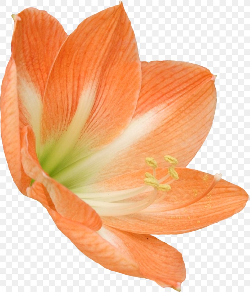 Amaryllis Belladonna Artificial Flower Paper Hippeastrum, PNG, 1024x1200px, Amaryllis Belladonna, Amaryllis, Amaryllis Family, Artificial Flower, Clothing Accessories Download Free
