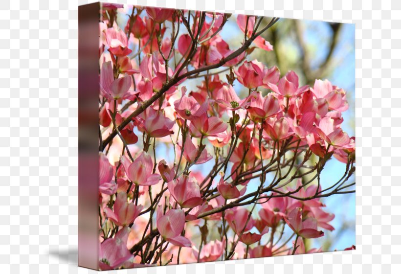 Cherry Blossom Twig Pink M Petal, PNG, 650x560px, Cherry Blossom, Blossom, Branch, Cherry, Flower Download Free