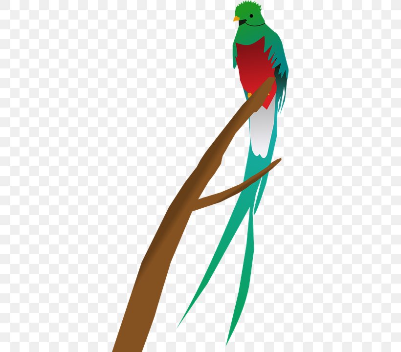 Guatemala Bird Quetzal Clip Art, PNG, 361x720px, Guatemala, Art, Beak, Bird, Branch Download Free