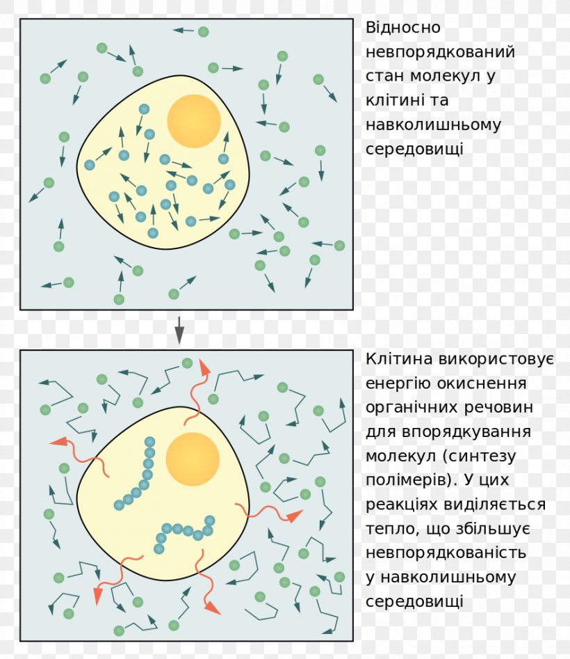 Molecular Biology Of The Cell Essential Cell Biology Organism Thermodynamics, PNG, 886x1024px, Organism, Area, Biology, Cell, Cell Biology Download Free