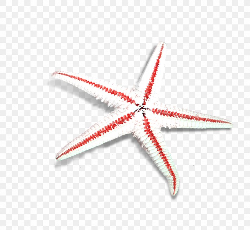 Starfish Sea Beach, PNG, 990x910px, Starfish, Beach, Deep Sea, Echinoderm, Invertebrate Download Free