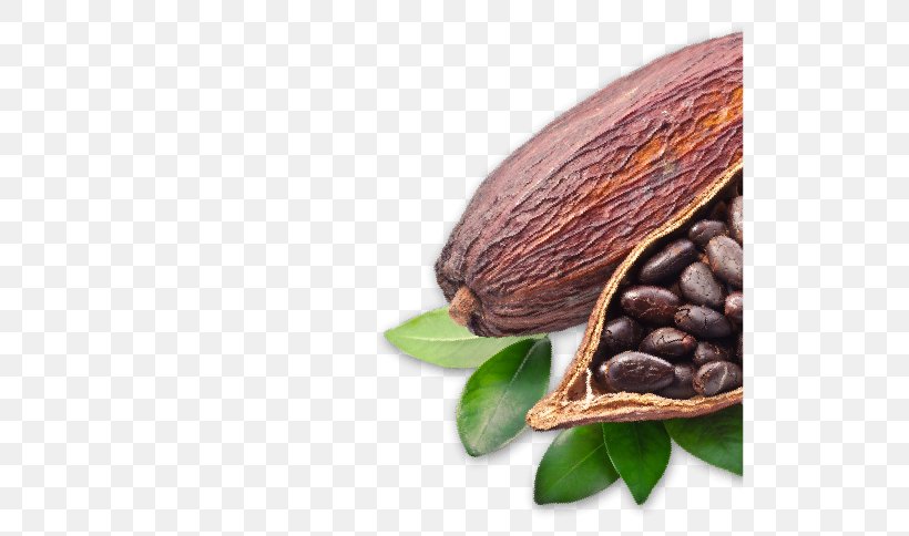 Cocoa Bean Criollo Cocoa Solids Forastero, PNG, 522x484px, Cocoa Bean, Bean, Cacao Arriba, Chocolate, Cocoa Butter Download Free