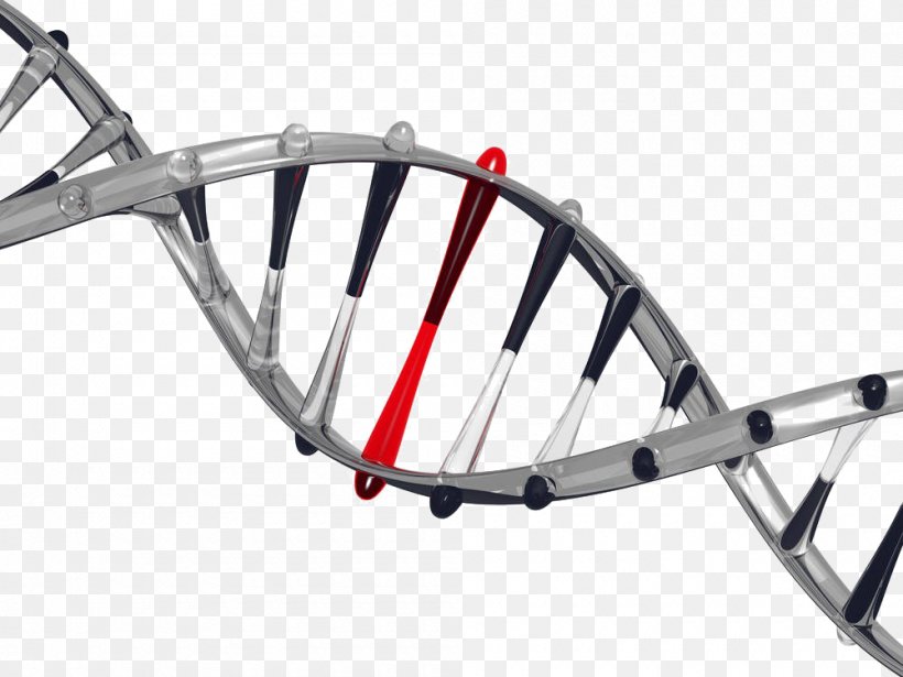 It's In Your DNA: From Discovery To Structure, Function And Role In Evolution, Cancer And Aging The Moral Code Biology Genetics, PNG, 1000x750px, Dna, Automotive Exterior, Bicycle, Bicycle Accessory, Bicycle Fork Download Free