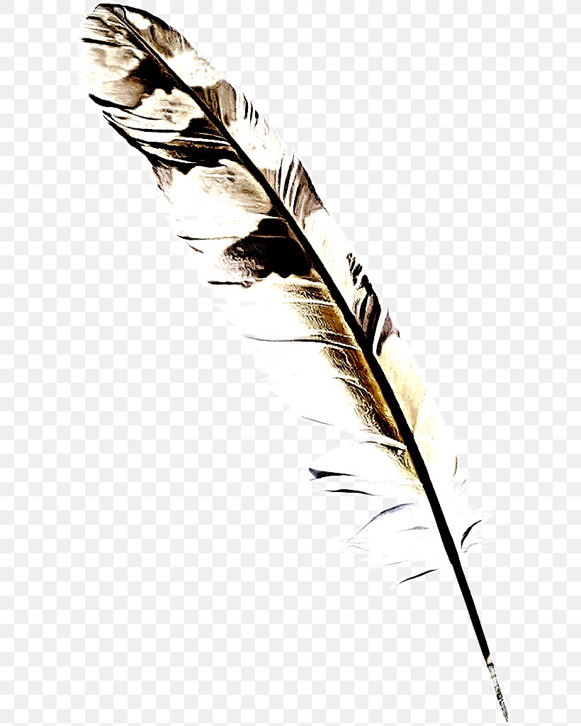 Feather, PNG, 624x1024px, Feather, Grass Family, Pen, Phragmites, Plant Download Free