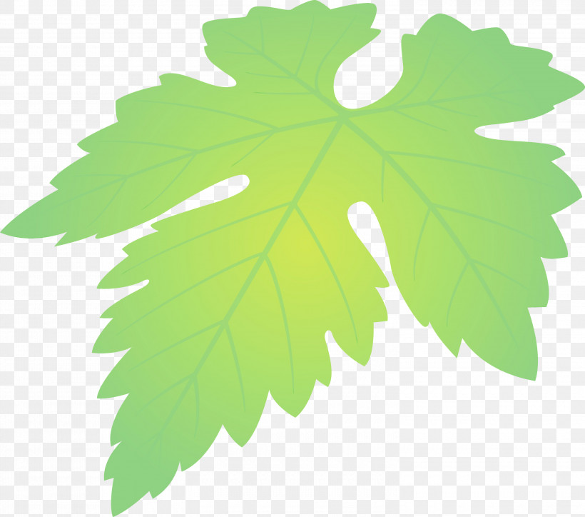 Maple Leaf, PNG, 3000x2651px, Grapes Leaf, Black Maple, Flower, Grape Leaves, Green Download Free