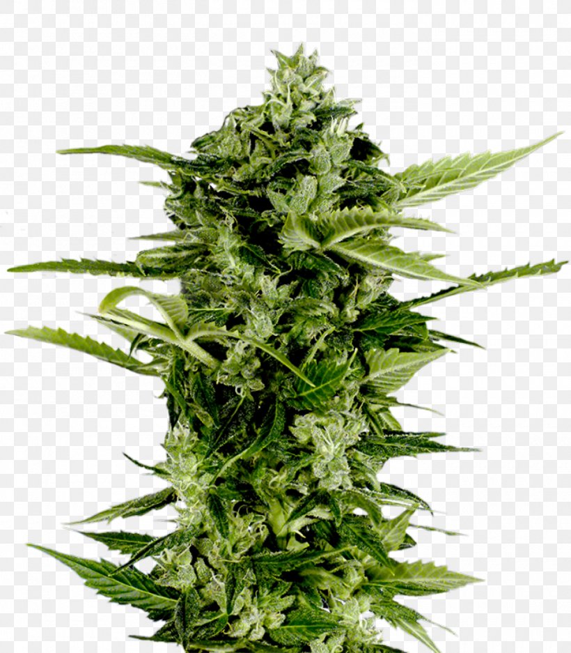 Autoflowering Cannabis Seed Company Skunk, PNG, 1400x1600px, Autoflowering Cannabis, Arjan Roskam, Cannabidiol, Cannabis, Cannabis Ruderalis Download Free