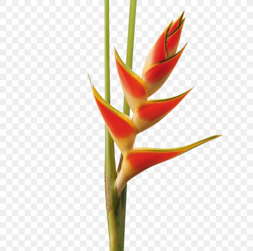 Hippeastrum Cut Flowers Lobster-claws Plant Stem Bud, PNG, 870x864px, Hippeastrum, Bud, Cut Flowers, Flower, Flowering Plant Download Free