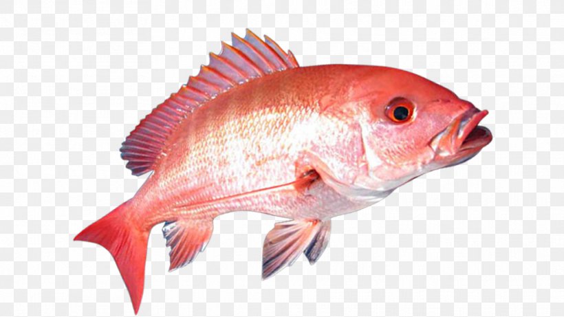 United States Northern Red Snapper Gulf Of Mexico Recreational Fishing, PNG, 986x555px, United States, Angling, Bony Fish, Cod, Coral Reef Fish Download Free