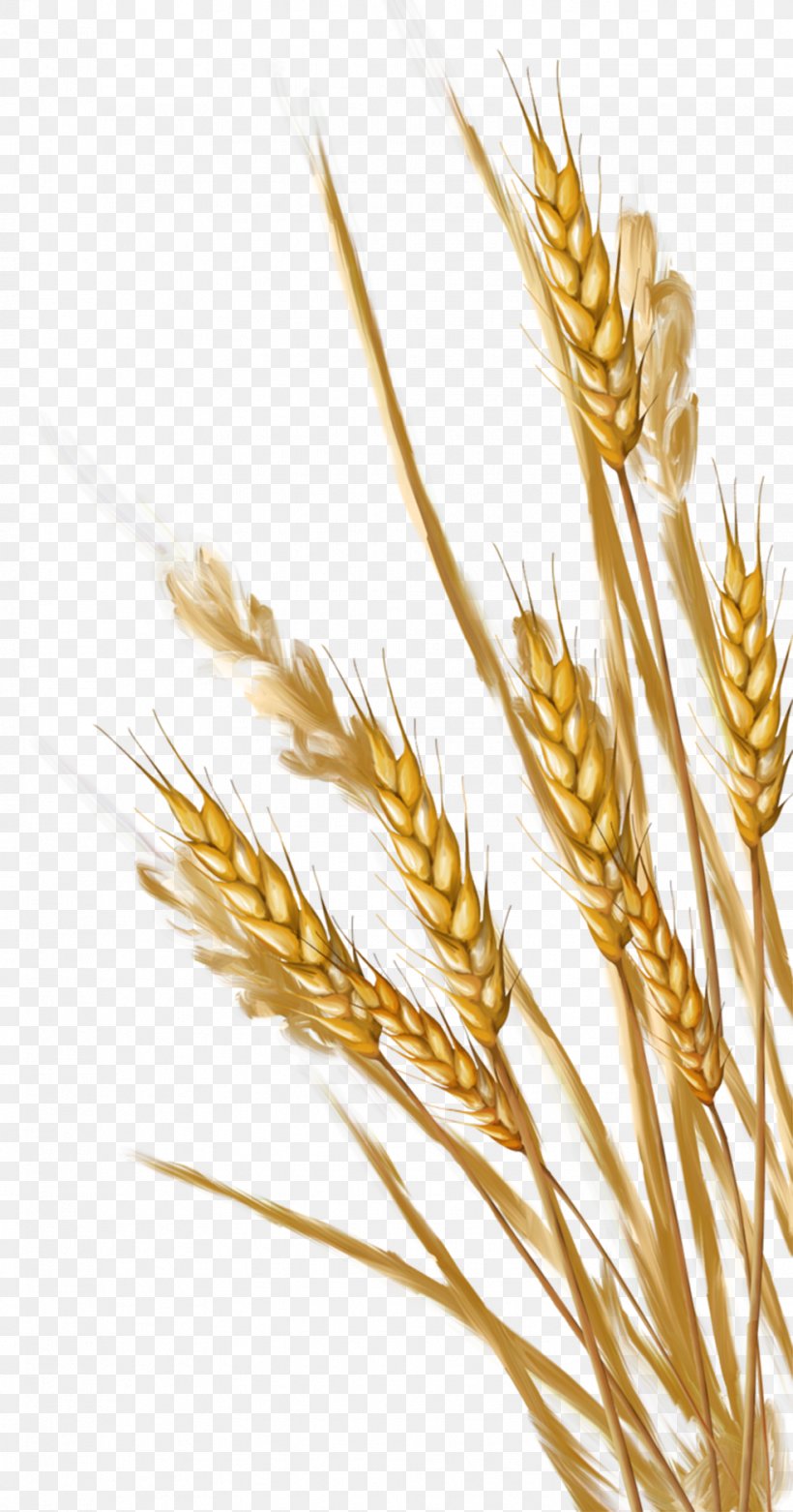 Wheat Ear Clip Art, PNG, 982x1871px, Wheat, Albom, Cereal, Cereal Germ, Commodity Download Free