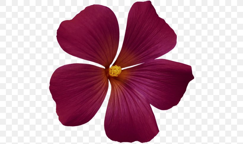 Magenta Flower Yellow Petal Violet, PNG, 500x485px, Magenta, Annual Plant, Family, Flower, Flowering Plant Download Free