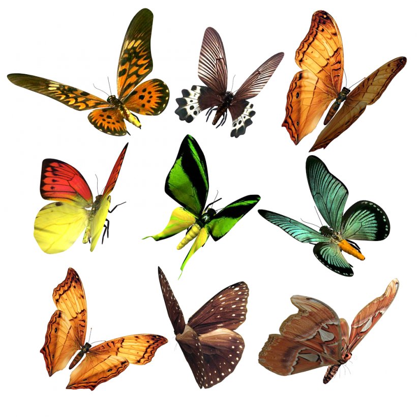 My Butterfly Collection: On The Wings Of The Butterfly Papilio Demoleus Desktop Wallpaper, PNG, 1000x1000px, Butterfly, Arthropod, Birdwing, Brush Footed Butterfly, Butterflies And Moths Download Free