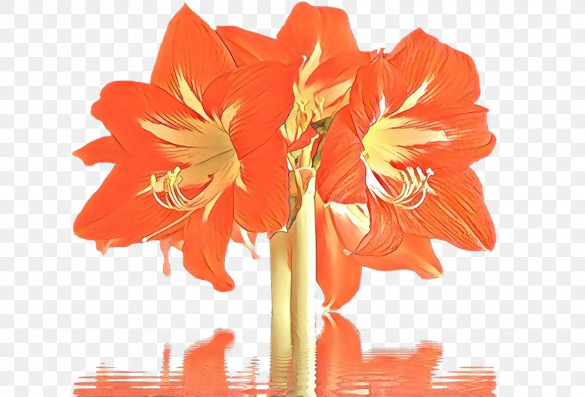 Orange, PNG, 960x651px, Cartoon, Amaryllis Belladonna, Amaryllis Family, Cut Flowers, Flower Download Free