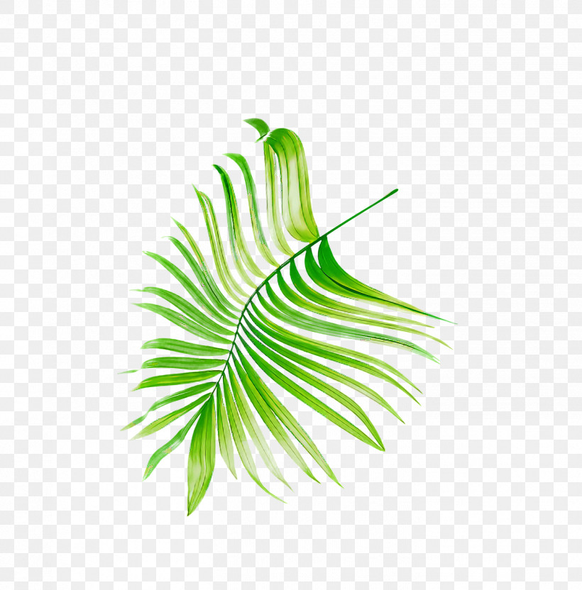 Palm Trees, PNG, 1418x1440px, Leaf, Branch, Drawing, Palm Trees, Plant Stem Download Free