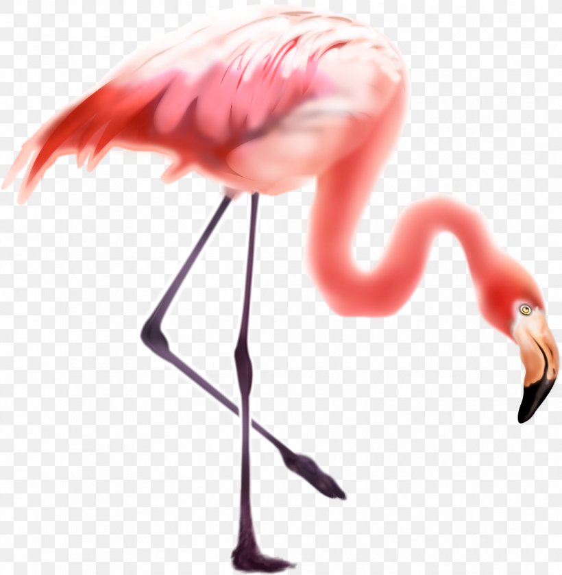 Bird Greater Flamingo Flamingos, PNG, 1068x1093px, Bird, Beak, Flamingo, Flamingos, Greater Flamingo Download Free