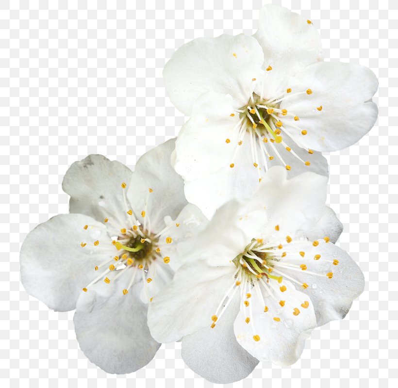 Flower Blossom Photography Color Clip Art, PNG, 798x800px, Flower, Blossom, Branch, Cherry Blossom, Color Download Free